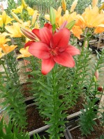 [5129 Armandale VZ No01.JPG]